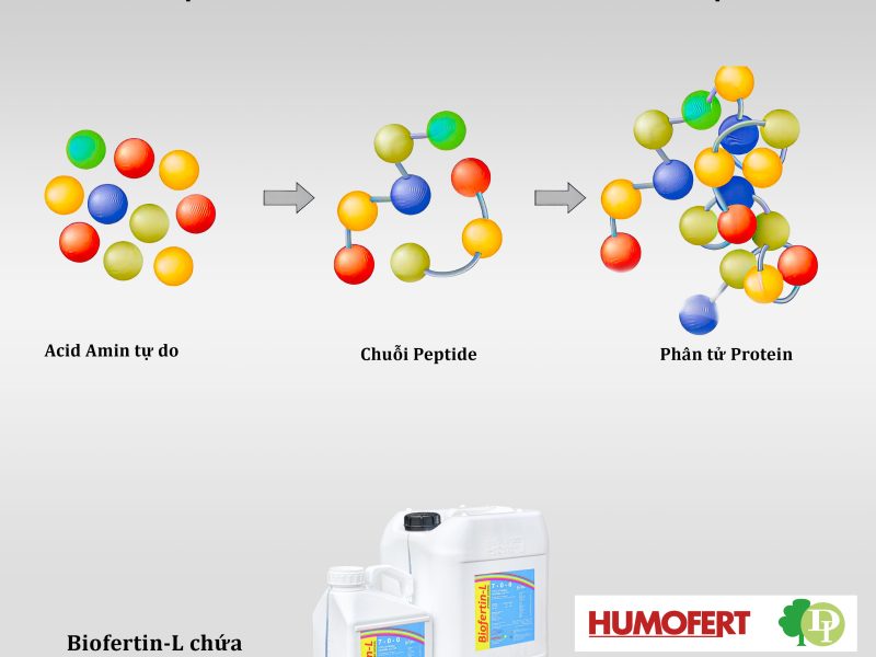 AMINO AICDS VÀ NHỮNG LƯU Ý KHI CHỌN DÙNG TRÊN SẦU RIÊNG