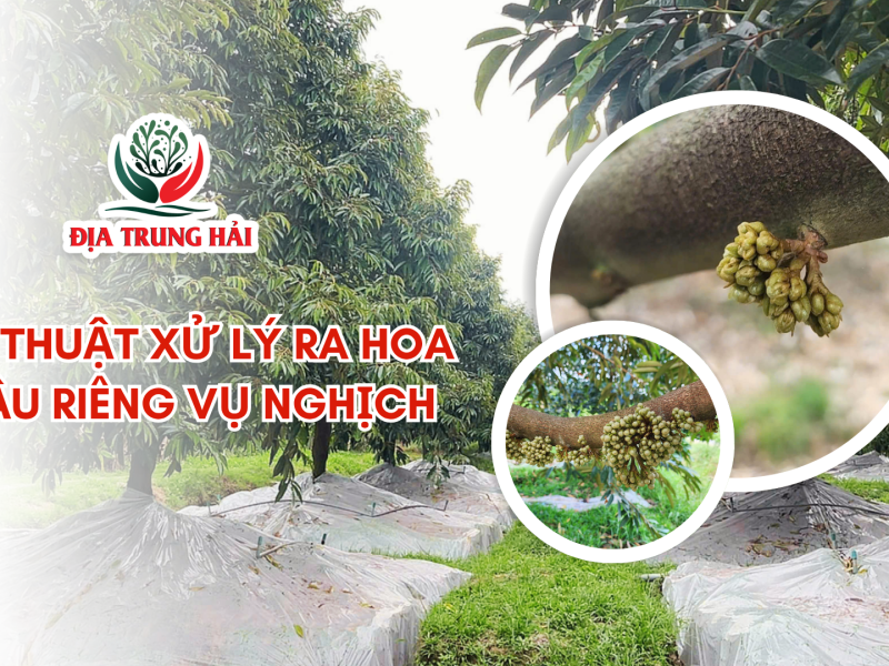 KỸ THUẬT XỬ LÝ RA HOA SẦU RIÊNG VỤ NGHỊCH